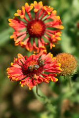 Colorful bugs in summer garden