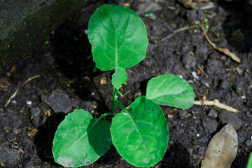 Close-up view of kale grow up in vegetable garden