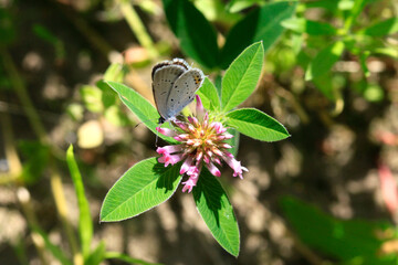 Colorful bugs in summer garden