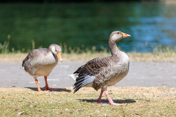 group of Goose on riverside , river thames, berkshire, england