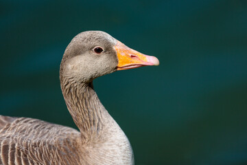 Close up of a Greylag goose
