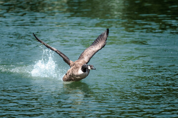 Goose flying above the river, river thames, berkshire, england