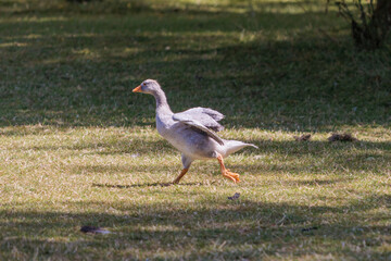 Young goose running on meadow, summer daytime