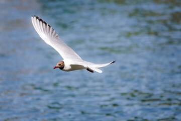 Black headed gull flying across riverside, river thames, berkshire, united kingdom