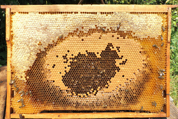 Life and reproduction of bees. Eggs and larvae in combs.
Bees look after the larvae. They feed them...