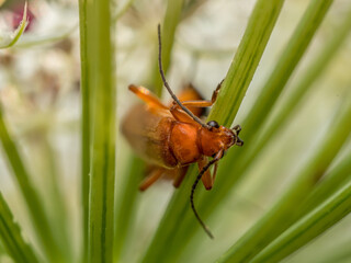 Common Red Soldier Beetle poking out from garden plant stem