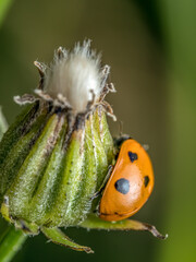 Ladybird on garden flower bud
