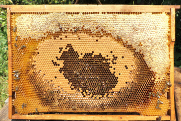 Life and reproduction of bees. Eggs and larvae in combs.
Bees look after the larvae. They feed them...
