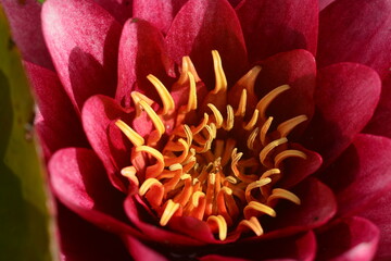 Close-up of an open pink water lily flower. Macro