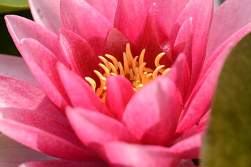 Pink-red water lily flower close up. Macro