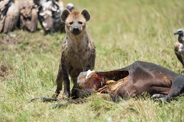 hyena in masai mara national park city