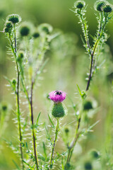 a bumblebee pollinating a flower in a meadow 