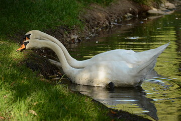 Two white swans nibble grass on the shore of a lake