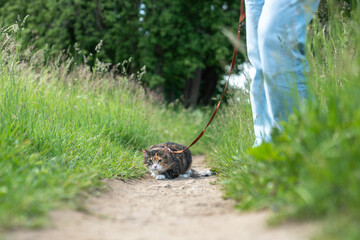 Frightened domestic cat on harness first time walking outdoors, afraid of everything new, feeling scared, nervous and stressed. Pet first going out in public park. Kitty on leash on nature
