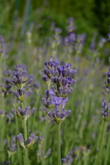 Purple field with lavender flowers in summer