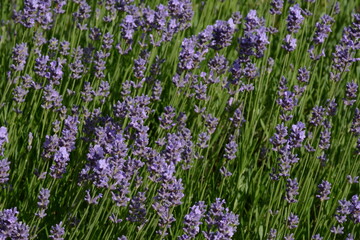 Lavender flowers (lavandula) bloom luxuriantly in the field. Lavender flowers are successfully used...