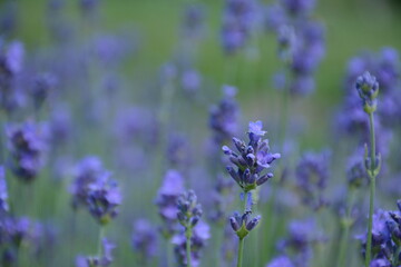 Purple lavender flower (lavandula) flowers in the summer sun on a blurred background in the grass in cloudy weather