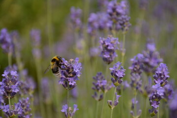 Fluffy bumblebee sits on a lavender flower on a field