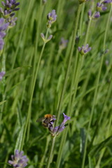 A bee sits on purple lavender flowers in green grass