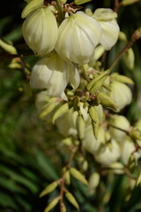 Yucca palm blooms with white flowers. Useful plant, used in textiles and medicine