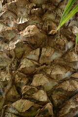 Rough bark on the trunk of an old palm tree. Background