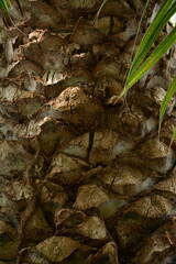 Brown trunk of an old palm tree close-up. Background