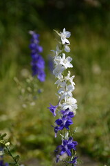 White and purple Delphinieae flowers on a field
