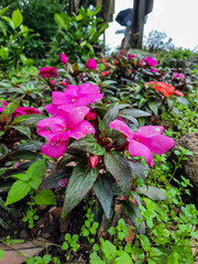 Vibrant magenta blossoms of Impatiens hawkeri stand out amidst lush green foliage, showcasing nature's vivid artistry in a serene garden setting
