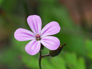 Der stinkende Storchschnabel (Geranium robertianum)