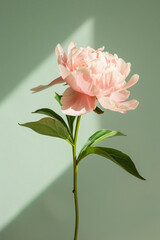 Fototapeta premium Photo of a single pastel pink peony flower on a light green background with long shadows, done in a minimalist style.