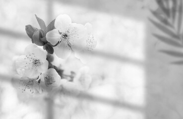 Abstract white flowers background. Window shades, flowers and palm leaves. Copy space. summer...