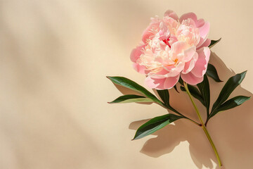 Obraz premium Photo of a single peony flower on a beige background, with its shadow casting a delicate pattern. Isolated on a pastel background