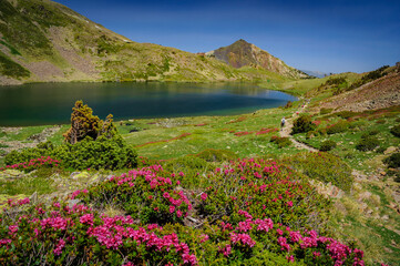 Carlit Lakes, Les Bouillouses, in summer (Pyrenees Orientales, France)