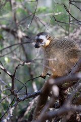 Africa, Madagascar, Anosy, Berenty Reserve. Ring-tailed lemur, Lemur catta. Portrait