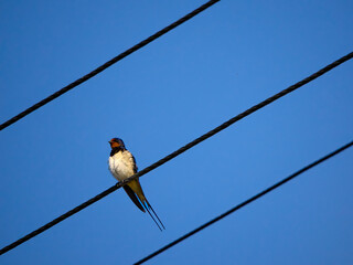 A barn swallow sitting on power cables(hirundo rustica)