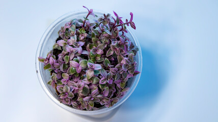 Callisia Pink Panther in a pot on a white background,