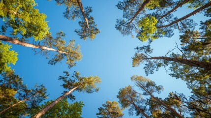 Obraz premium Trees viewed from below with a clear blue sky behind