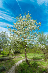 tree in spring, Abbey St. Georgen, Carinthia, Austria, Europe, April 2024