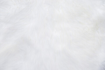 Background texture is a gray bare cement wall.