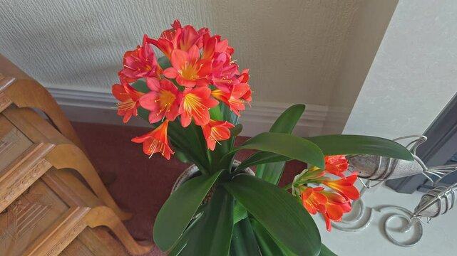 Clivia house plant in flower in a lounge in England