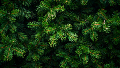 Natural background of young fir-tree branches with small needles. Growing new evergreen fir tree. Pine branches with young green needles for publication, poster, screensaver
