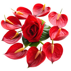 red rose petals flowers anthurium on transparent background