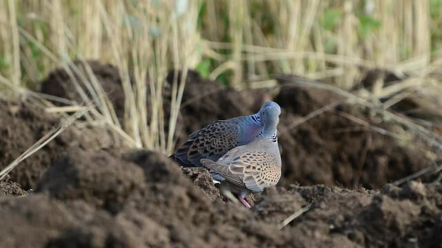 Two Turtle Dove, European Turtle Dove Streptopelia turtur in the wild. Slow motion Close up.