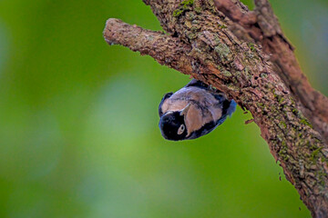 Blue Nuthatch - Sitta azurea perching on tree