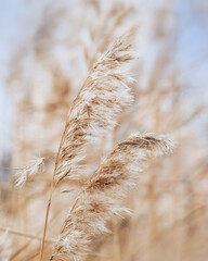 Texture of dry wild reeds or pampas grass against blue sky, outdoor nature realistic. Blue beige pastel color minimal environmental scenery, beauty of nature. Botanical Trend design natural pattern