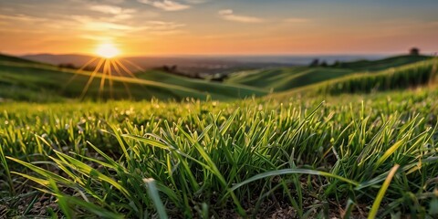 Fototapeta premium Fresh green grass sunset morning view