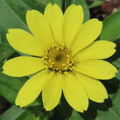 日本で夏にヒャクニチソウが黄色の花を咲かせています