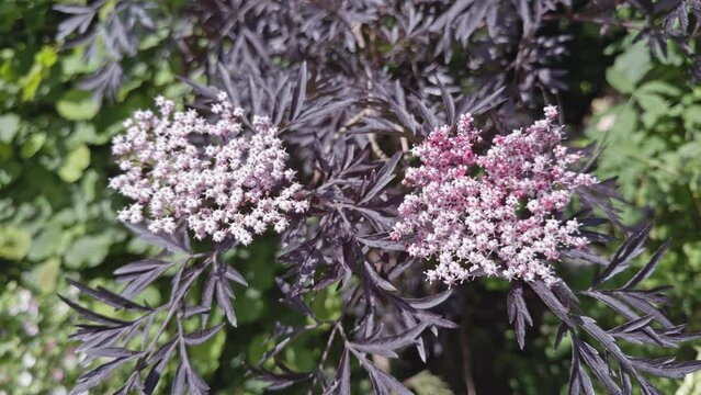 Sambucus nigra Black Lace elderflower in flower