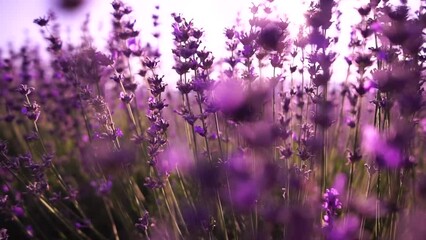 Lavender fields with fragrant purple flowers bloom at sunset. Lush lavender bushes in endless rows. Organic Lavender Oil Production in Europe. Garden aromatherapy. Slow motion, close up