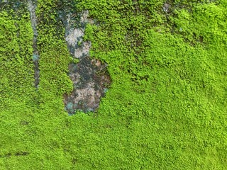 Green Moss Texture on Stone Wall